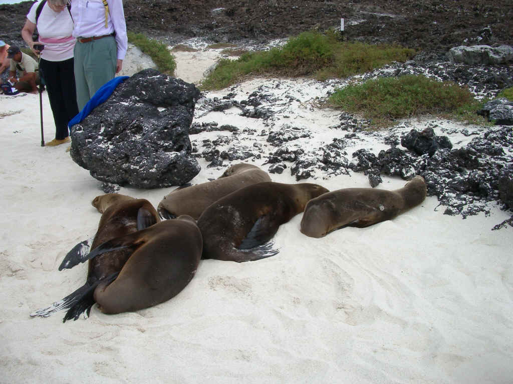 galapagos1