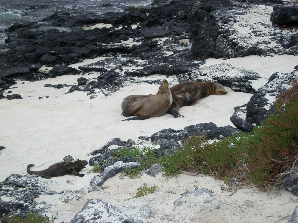 galapagos1