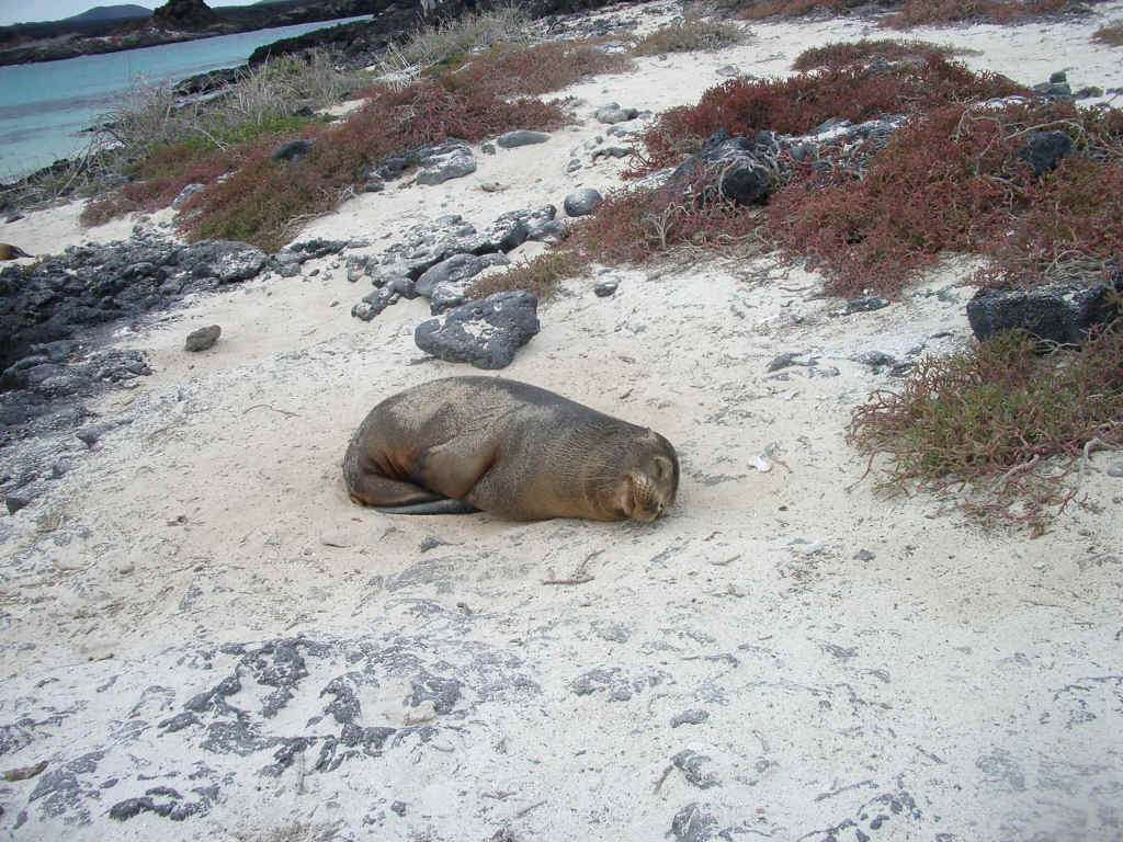 galapagos2