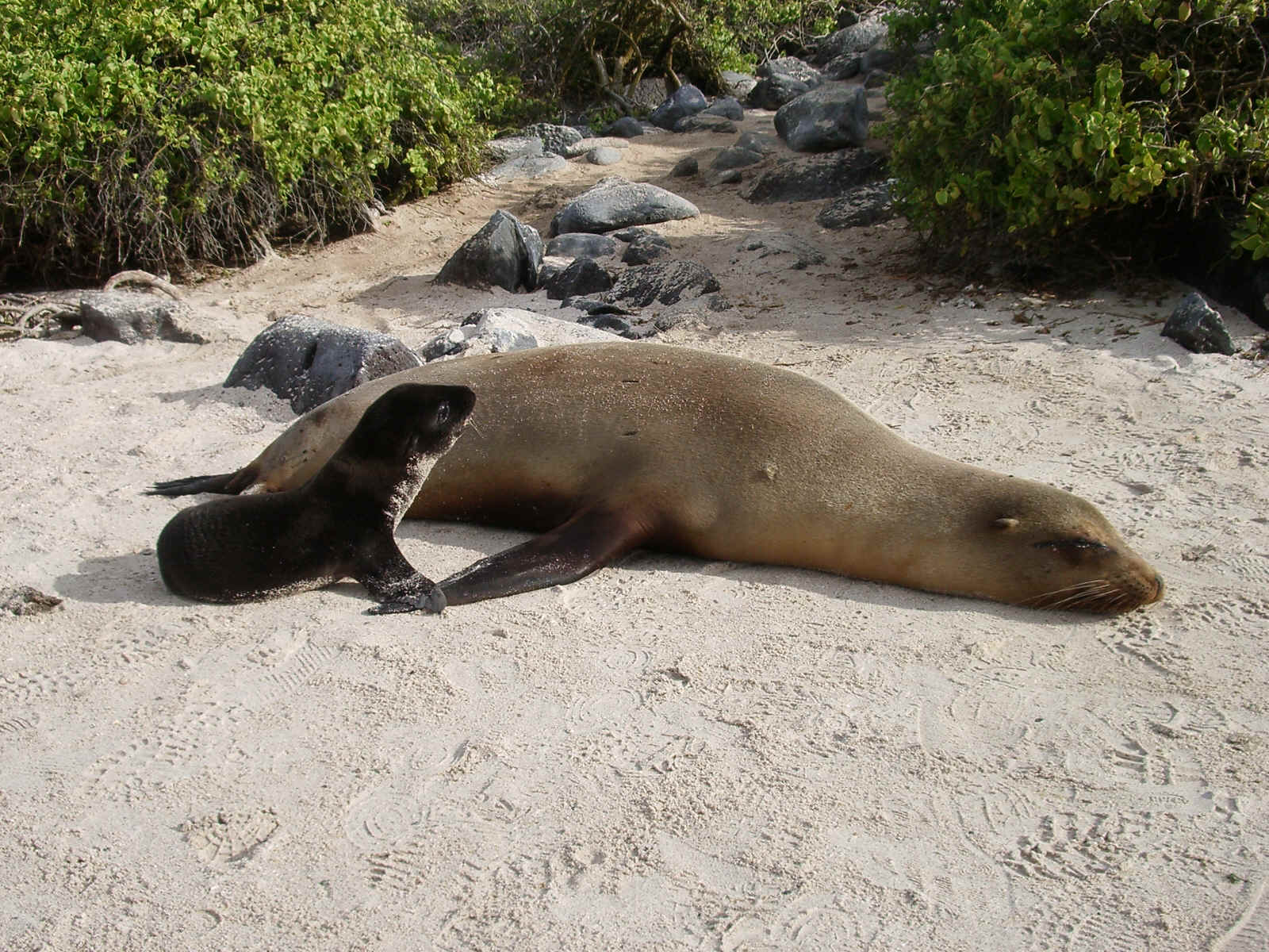galapagos6