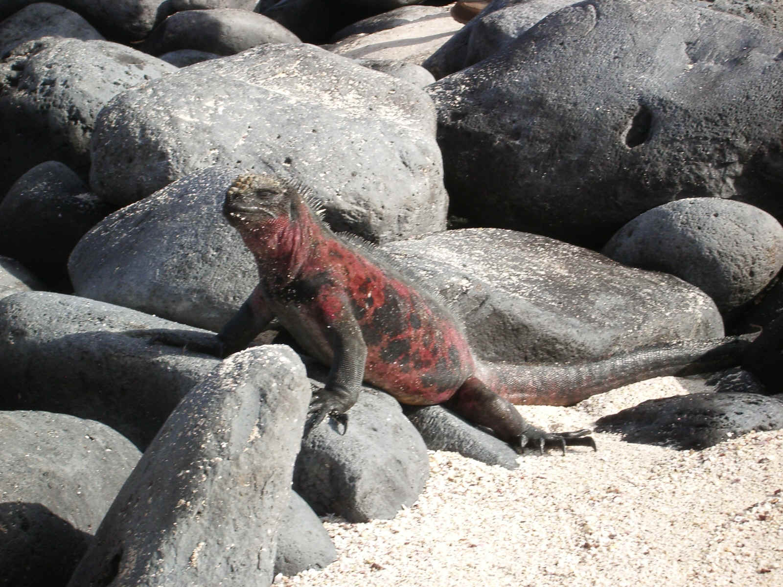 galapagos6